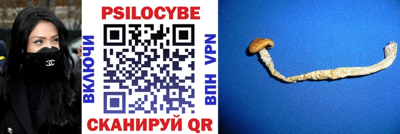 где найти   Приморск  Галлюциногенные грибы Cubensis 